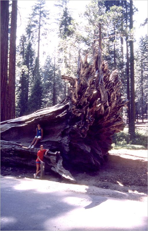 Eric and Richie after ripping out the General Sherman